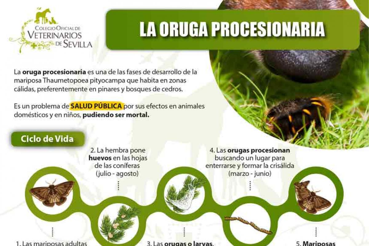 Infograf A Informativa Sobre Los Peligros De La Oruga Procesionaria