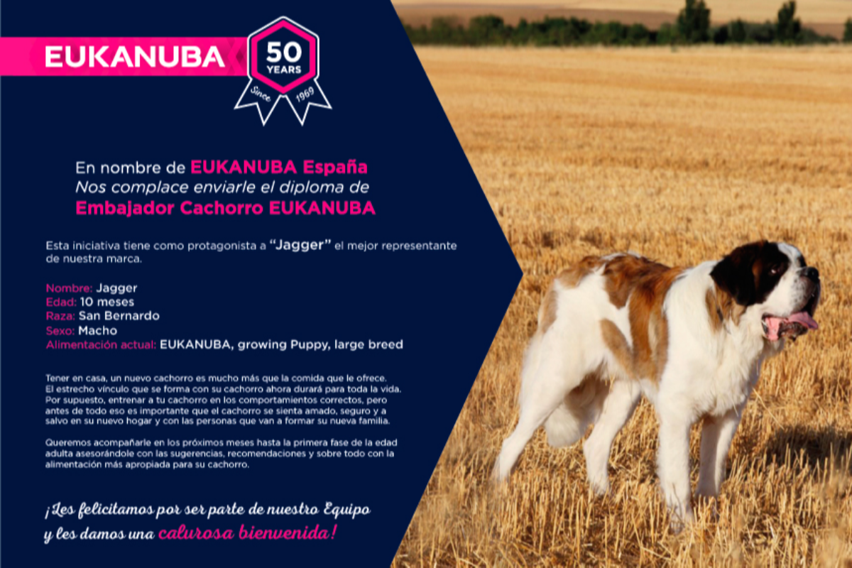 Eukanuba ya tiene Embajador: es Jagger, un cachorro de San Bernardo | IM  Veterinaria