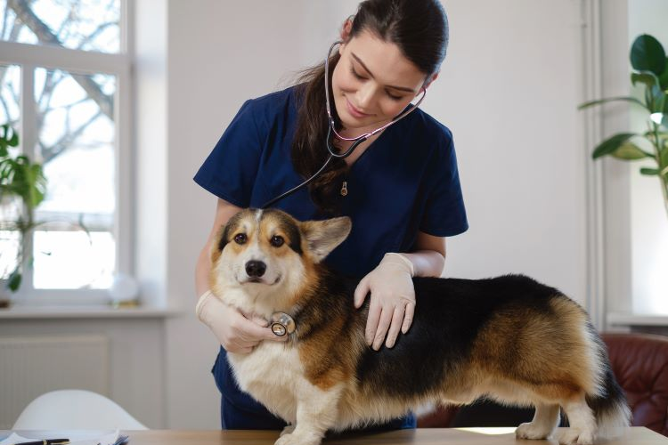 La Veterinaria Es Una Profesión De Jóvenes Im Veterinaria