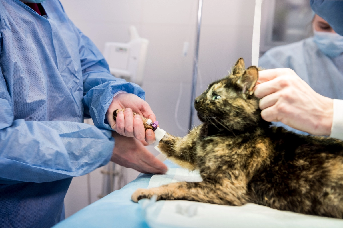 La Esterilización En Mascotas Previene Importantes Enfermedades Im