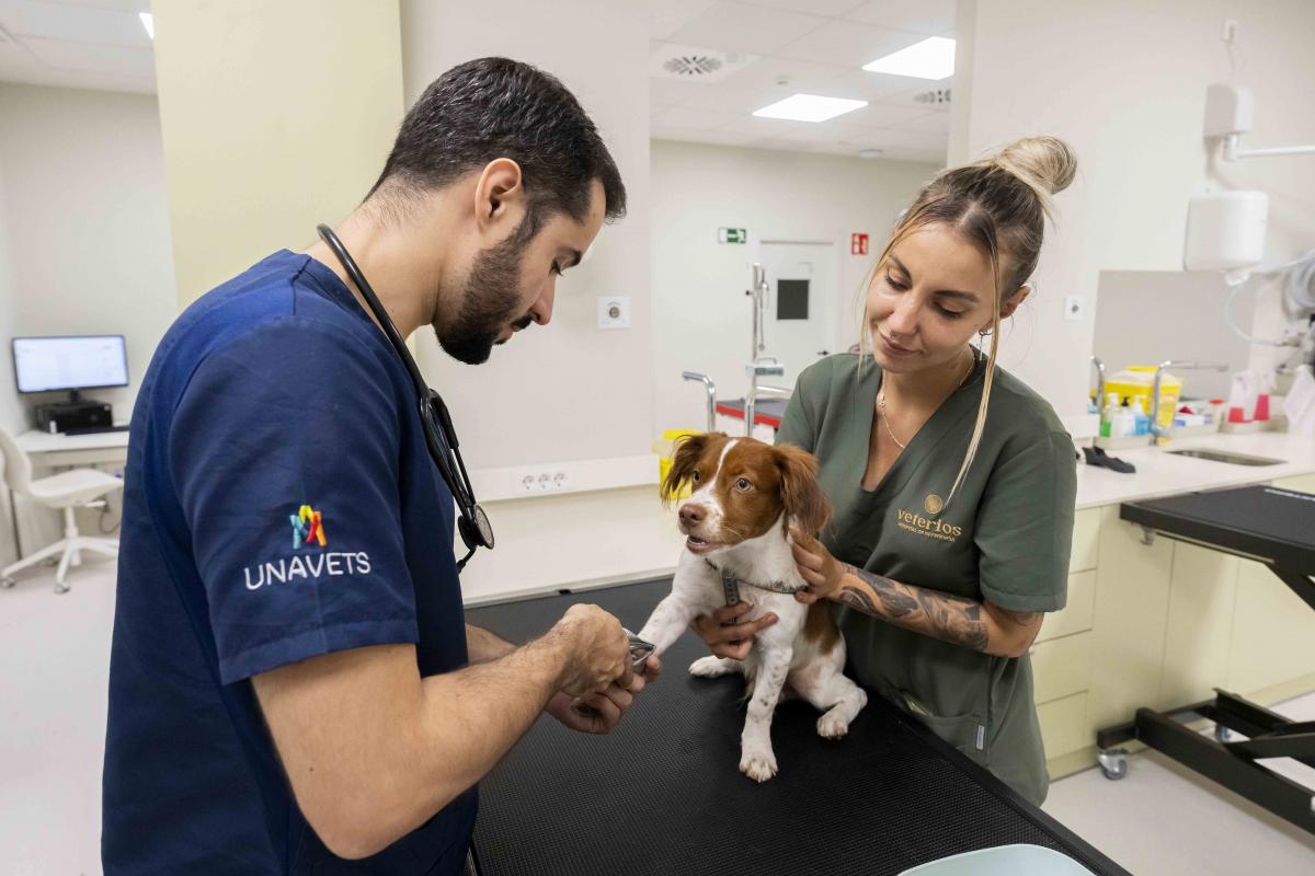 El Nuevo Hospital Veterios De Madrid Dispone De Servicios Y