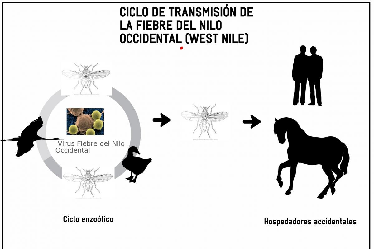 Primeros Casos Del Virus Del Nilo En Équidos De Cádiz Y Tarragona | IM ...