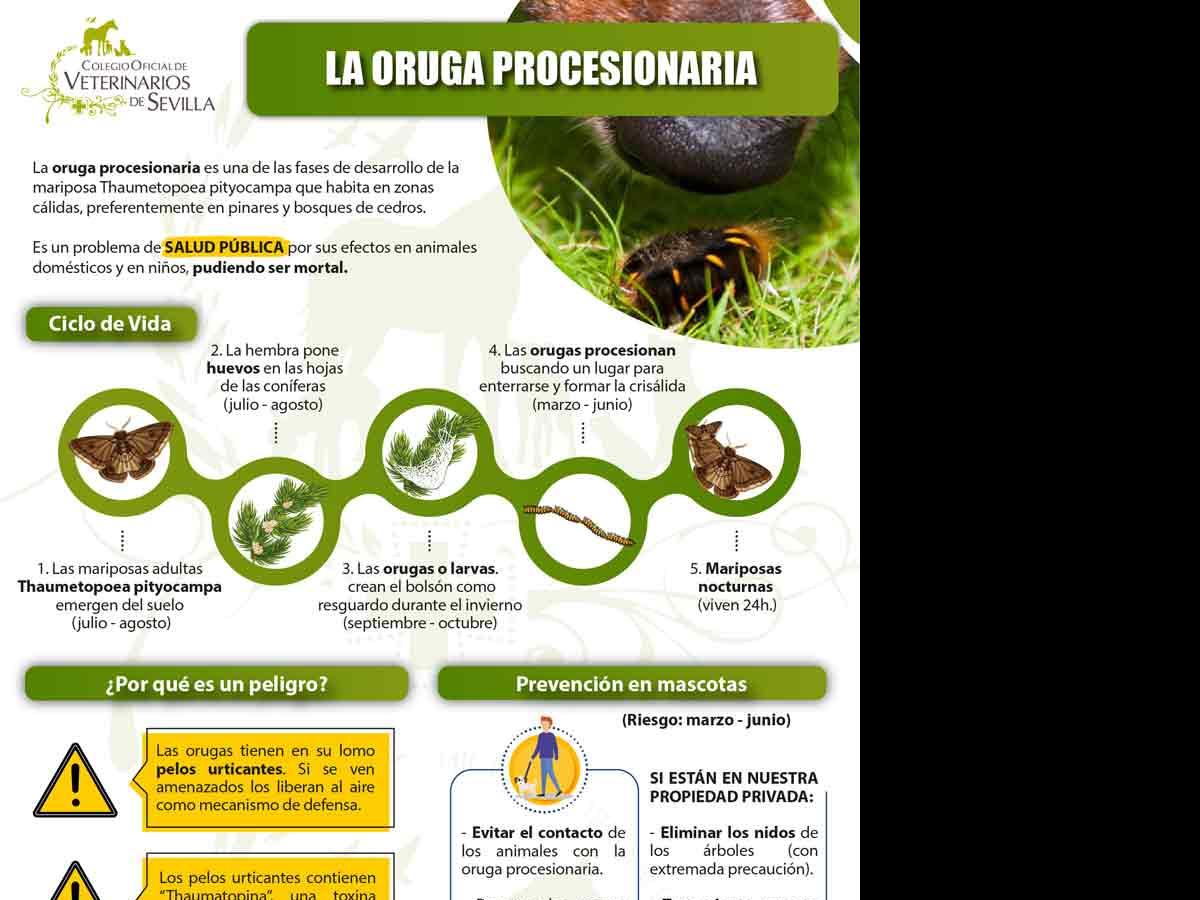 infografia-informativa-sobre-los-peligros-de-la-oruga-procesionaria