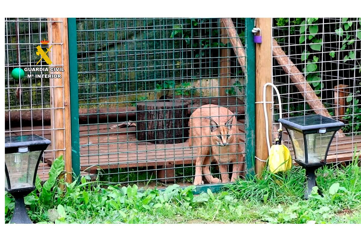 La Guardia Civil Interviene Dos Linces Protegidos Que Hab An Sido Vendidos De Forma Ilegal Im