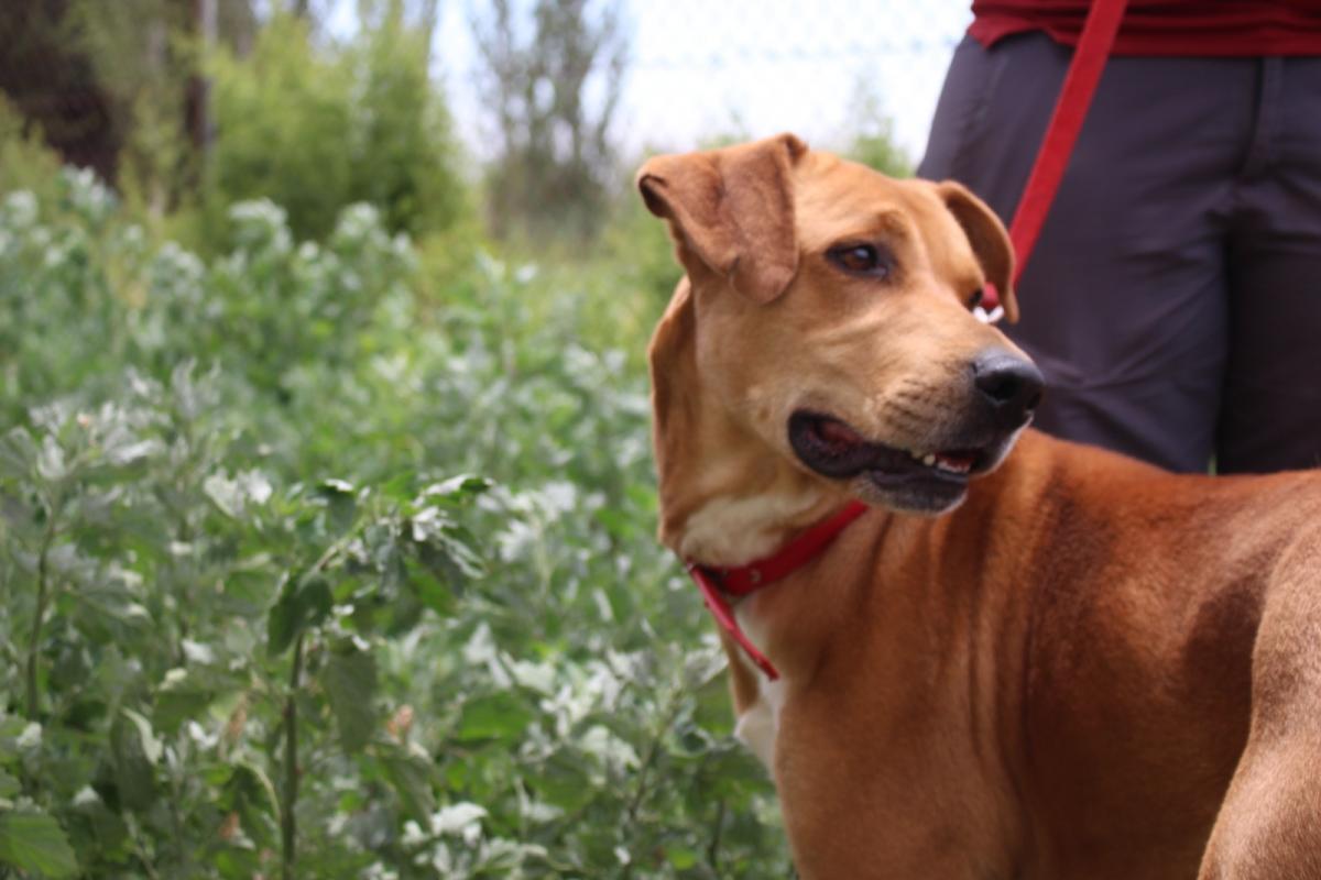 donde estan los ganglios linfaticos en los perros