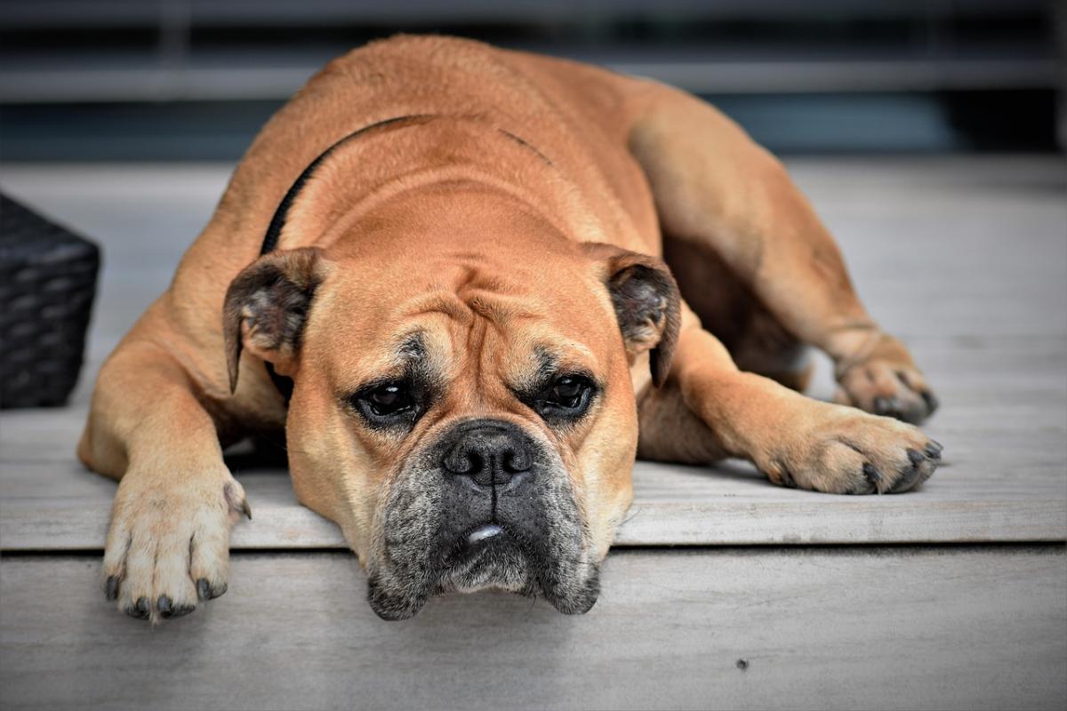 donde estan los ganglios linfaticos en los perros