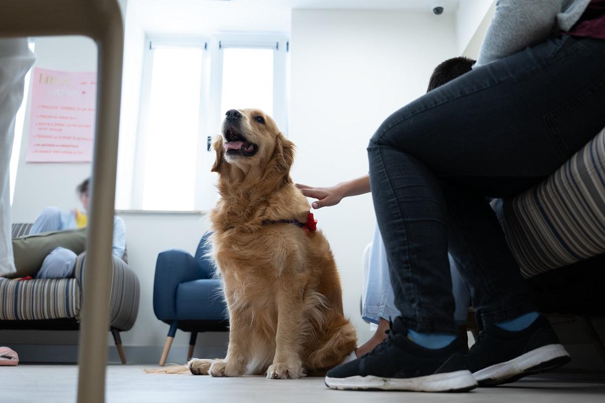 "Inspiradog", Perros De Intervención, Ayudan En La Recuperación De ...