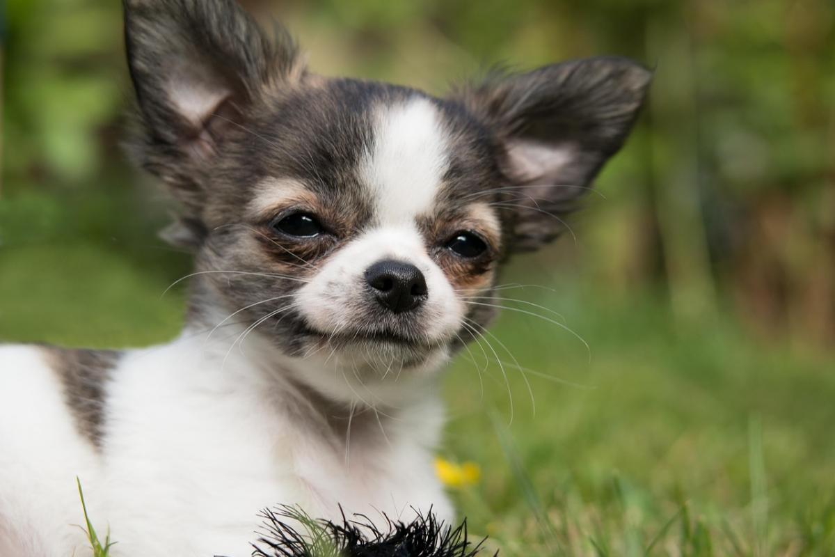 se pueden entrenar chihuahas para ser perros de servicio