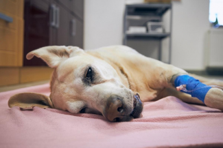 cuáles son los efectos secundarios de epiphen que está tomando mi perro