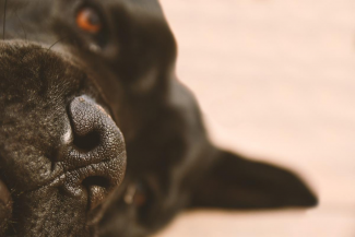 qué pueden detectar los perros de servicio