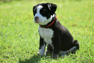 como registrar mi cachorro american bully